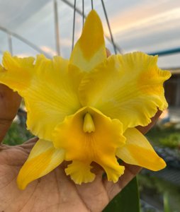 Rhyncholaeliocattleya Gold Lightan