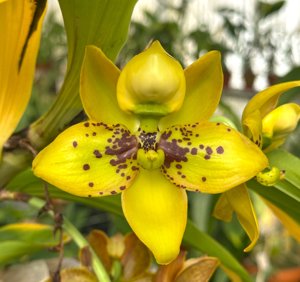 Cycnoches Richard Brandon-Maren Gleason