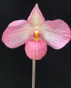 Paphiopedilum Lola Bird-vietnamense