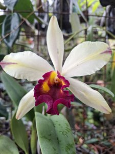 Rhyncattleanthe Fu Shu Glory