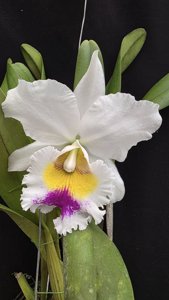 Rhyncholaeliocattleya Duh's Eternal Love