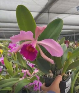 <i>Cattleya</i> Marianne Haeck
