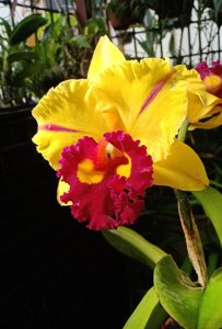 Rhyncholaeliocattleya Nakornchaisri Delight
