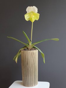 Paphiopedilum White Knight