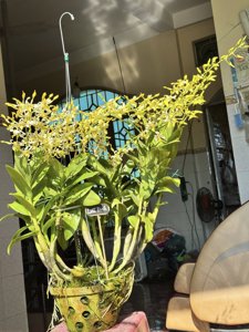 Dendrobium Waianae Profusion