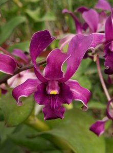 Dendrobium Betty Goto-violaceoflavens