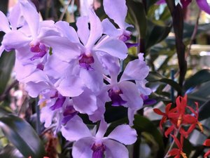 Papilionanda Bangkrabue-coerulea
