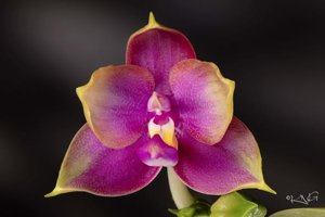Phalaenopsis Miro Be Queen-Summer Dance Queen