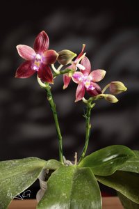 Phalaenopsis Tying Shin Fly Eagle