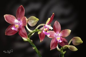 Phalaenopsis Tying Shin Fly Eagle