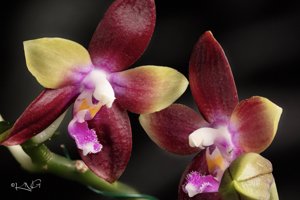Phalaenopsis Tying Shin Fly Eagle