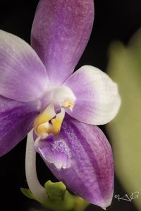 Phalaenopsis LD Sun Rose-Summer Dance Queen