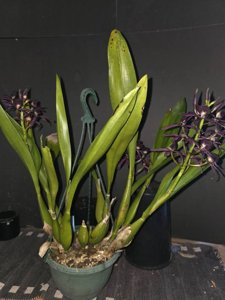 Guarechea Black Comet