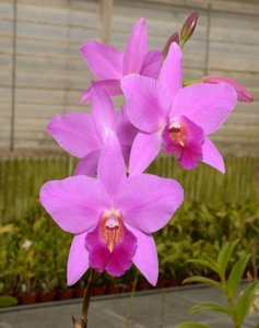 Laeliocatanthe Helen Christie-anceps