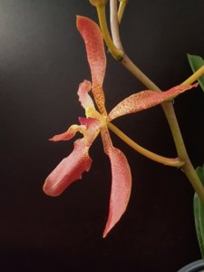Renantanda roeblingiana-vietnamensis