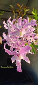 Dendrobium superbiens