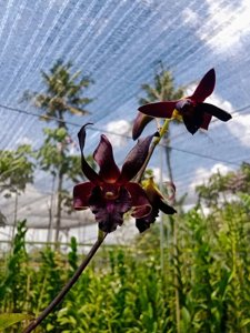 Dendrobium Rajajowas-taurinum