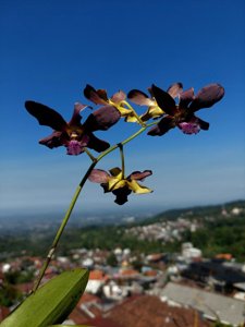 Dendrobium Black Spider-Ricky Sie