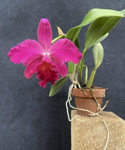 Cattleya Anzac (1918)