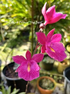 Tetratonia Dark Prince