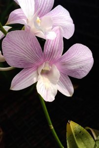 Dendrobium Burana Stripe