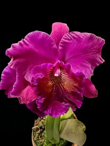 Rhyncholaeliocattleya Trust Me Susanna