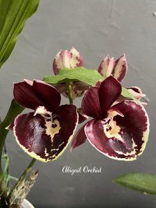 Catasetum Jamie Lawson XOXO