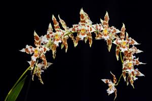 Oncidium wilckeanum