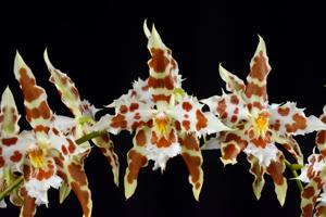 Oncidium wilckeanum