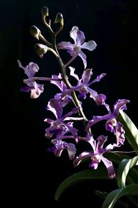 Vanda amoena