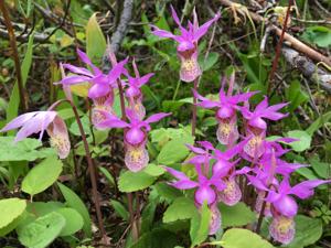 Calypso bulbosa nothovar. kostiukiae