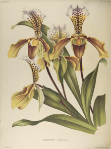 Paphiopedilum nitens