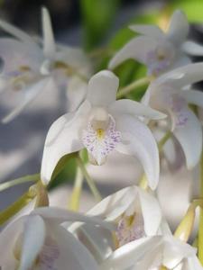 Dendrobium speciokingianum