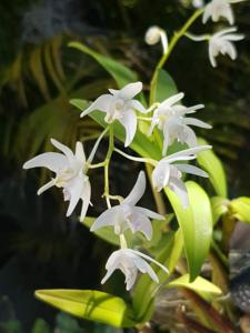 Dendrobium speciokingianum