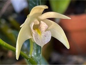 Dendrobium speciokingianum