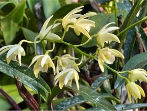 Dendrobium speciokingianum