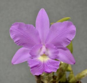 Rhyncholaeliocattleya Cynthia