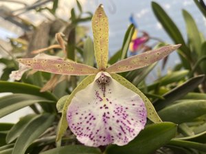 Brassocattleya Hippodamia
