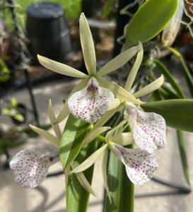 Brassocattleya Hippodamia