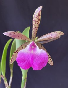 Brassocattleya Hippodamia
