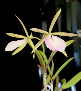 Brassocattleya Hippodamia