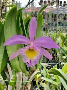 Rhyncholaeliocattleya Joyce Jewell