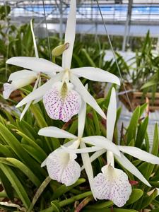 Brassocattleya Mendelosa