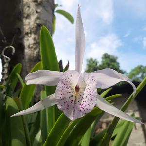 Brassocattleya Mrs. J. C. Hirst