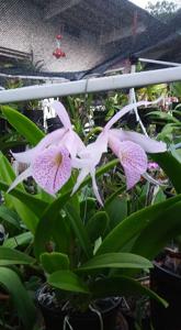 Brassocattleya Mrs. J. C. Hirst