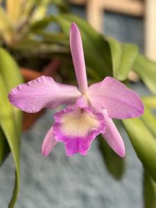 Rhyncholaeliocattleya Orpheus