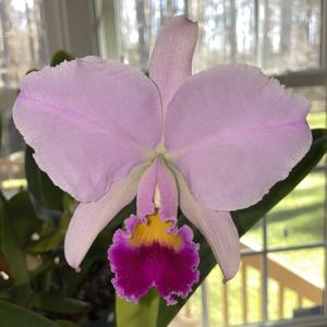 Cattleya Adela