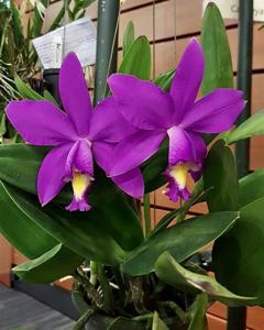 Cattleya Breautiana