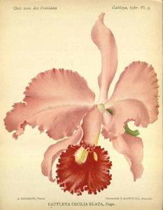 Cattleya Cecilia