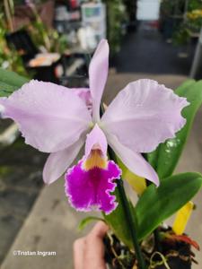 Cattleya Cholame